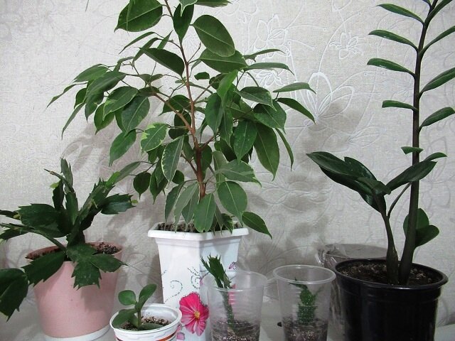 Фикус Ficus benjamina pandora. Фикус Бенджамина замерз. Фикус Бенджамина растет столбом. Фикус Бенджамина аллергенный или нет.