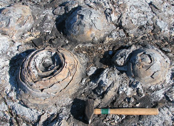 Источник фото: https://newsroom.unsw.edu.au/news/science-tech/stromatolites-%E2%80%93-fossils-earliest-life-earth-%E2%80%93-may-owe-existence-viruses