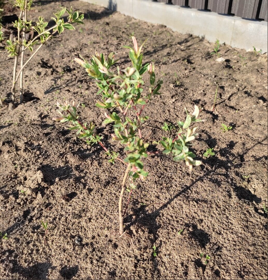 Начало весны 2022г