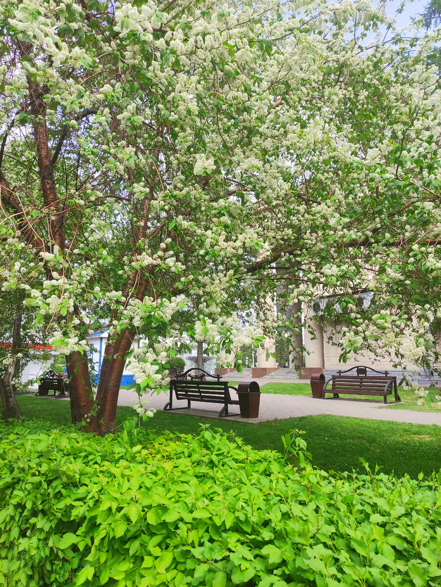 Черёмуха Маака у драмтеатра