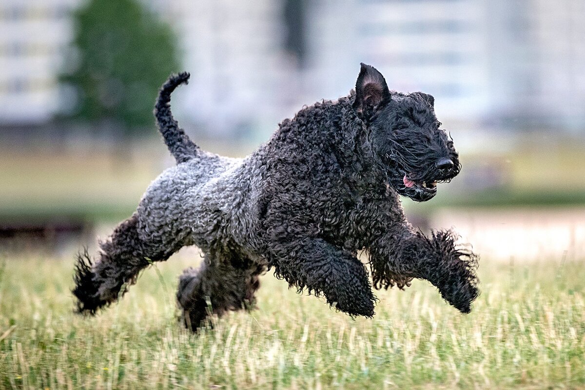 Самые пахнущие породы собак. Блю Скай терьер. Kerry Blue Terrier. Керри Блю терьер обхват шеи. Керри Блю терьер картинки.