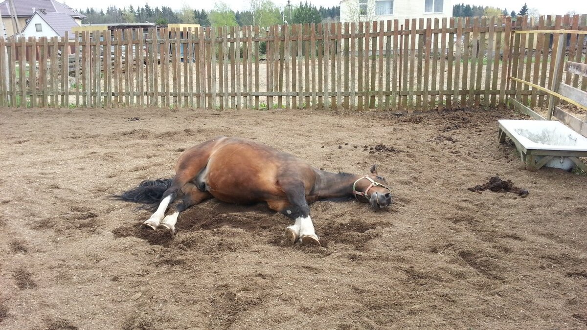 Есть, гулять, работать - лень! Откровенная жизненная позиция моего дружка