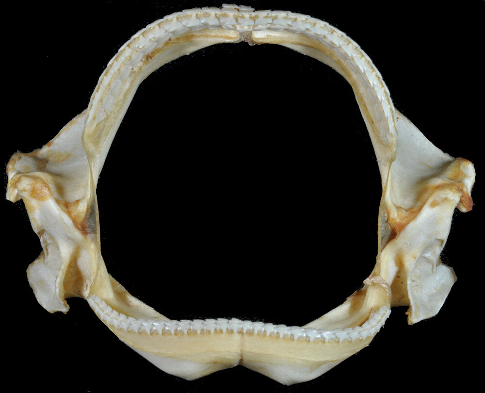 Челюсти Катран