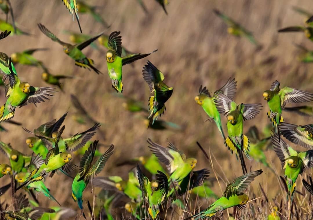Австралия волнистые попугаи в дикой природе