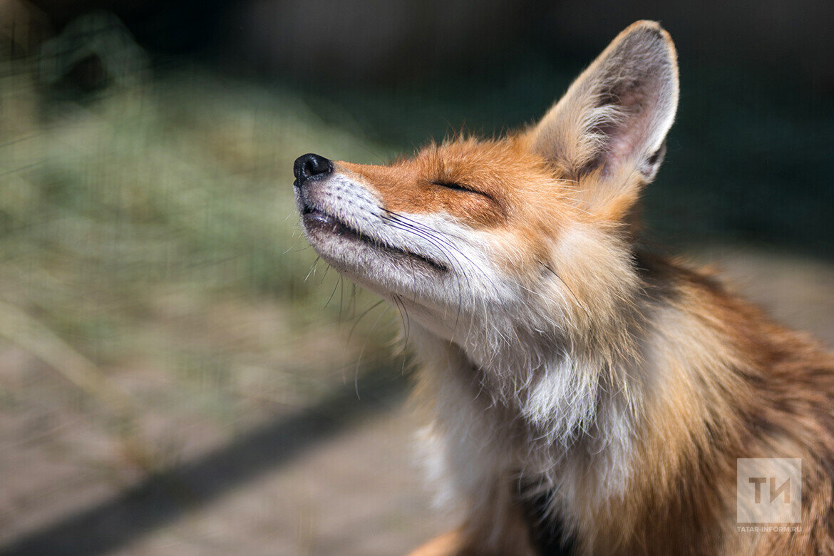 Лис в окрестностях много, уже свободно гуляют по деревнеФото: © «Татар-информ»