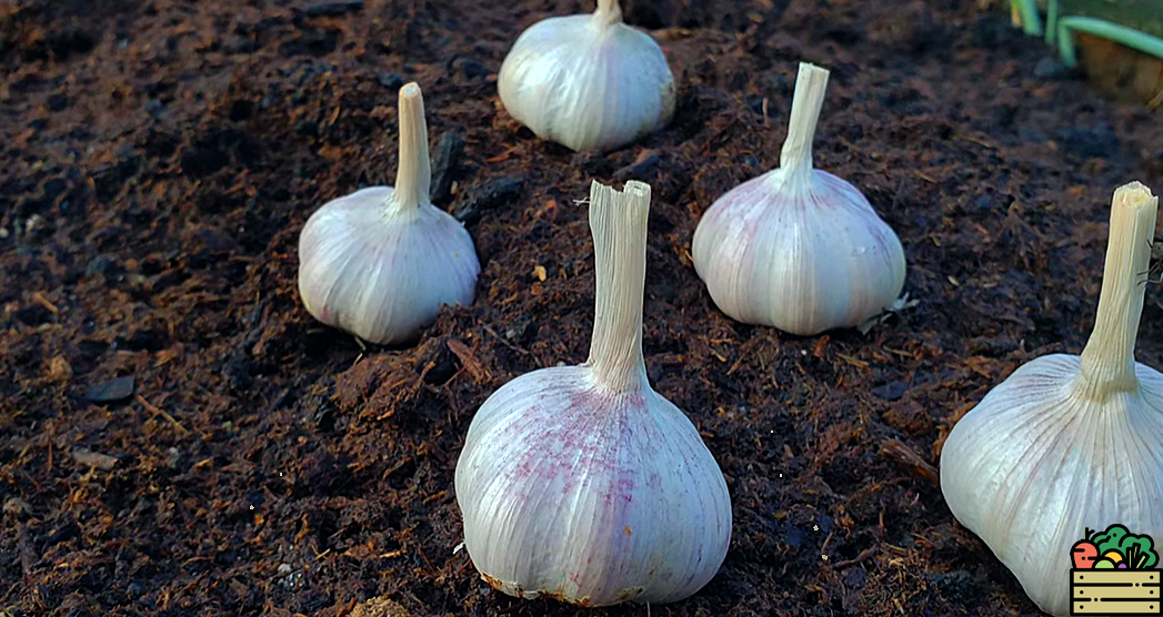 Когда сажать озимый чеснок. Чесночная грядка. Чеснок на грядке. Сажаем чеснок. Всходы чеснока весной.