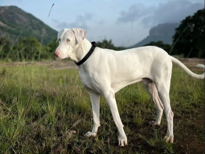Пёс-пограничник (Фото: https://www.pupvine.com/indian-dog-breeds/)