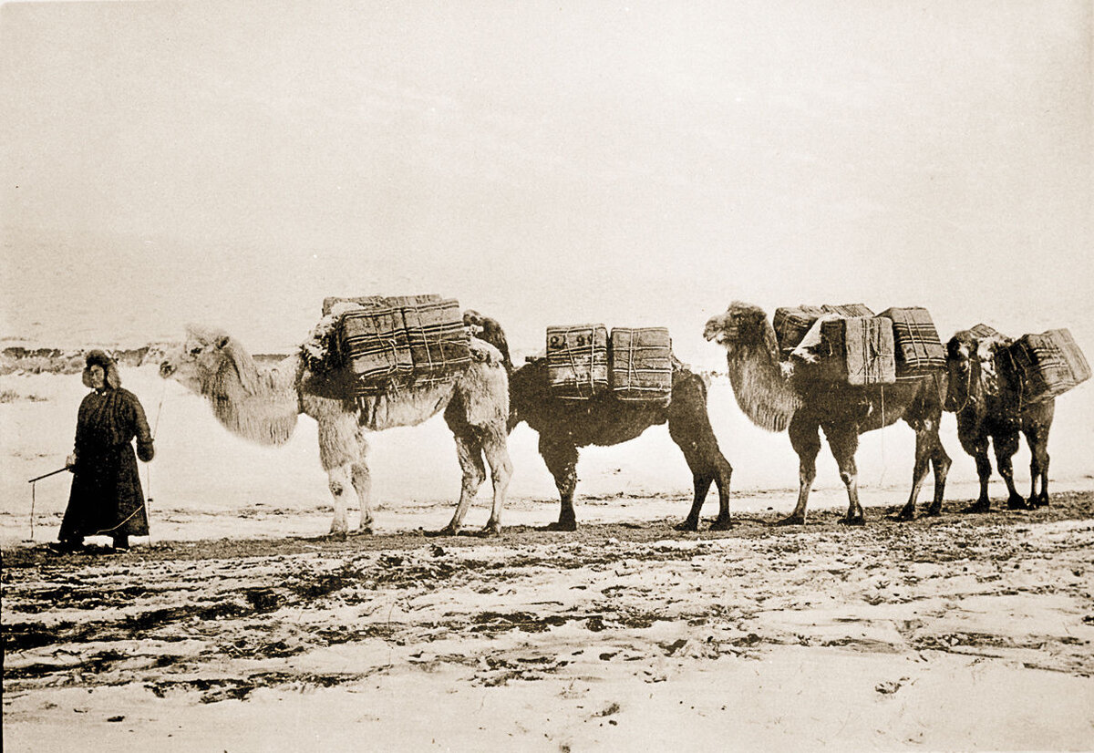 Караван м. Кяхта чайный путь. Кяхта Великий чайный путь. Верблюды торговый путь Челябинск. Кяхта 19 век чай.