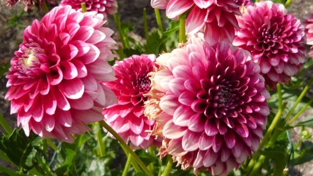 Великолепная георгина