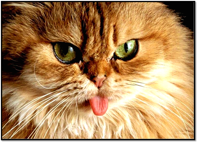 Источник: https://ok.ru 