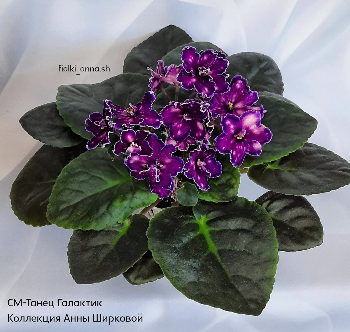 Танец галактик фиалка