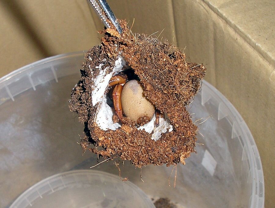 Давайте просто сожжём это вместе с комнатой!