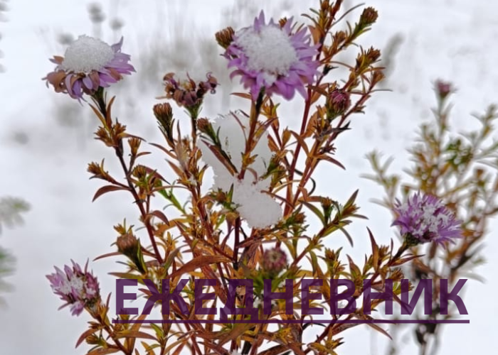 Ежедневник