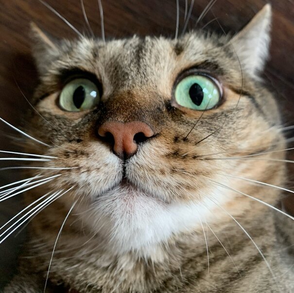 яндекс фото