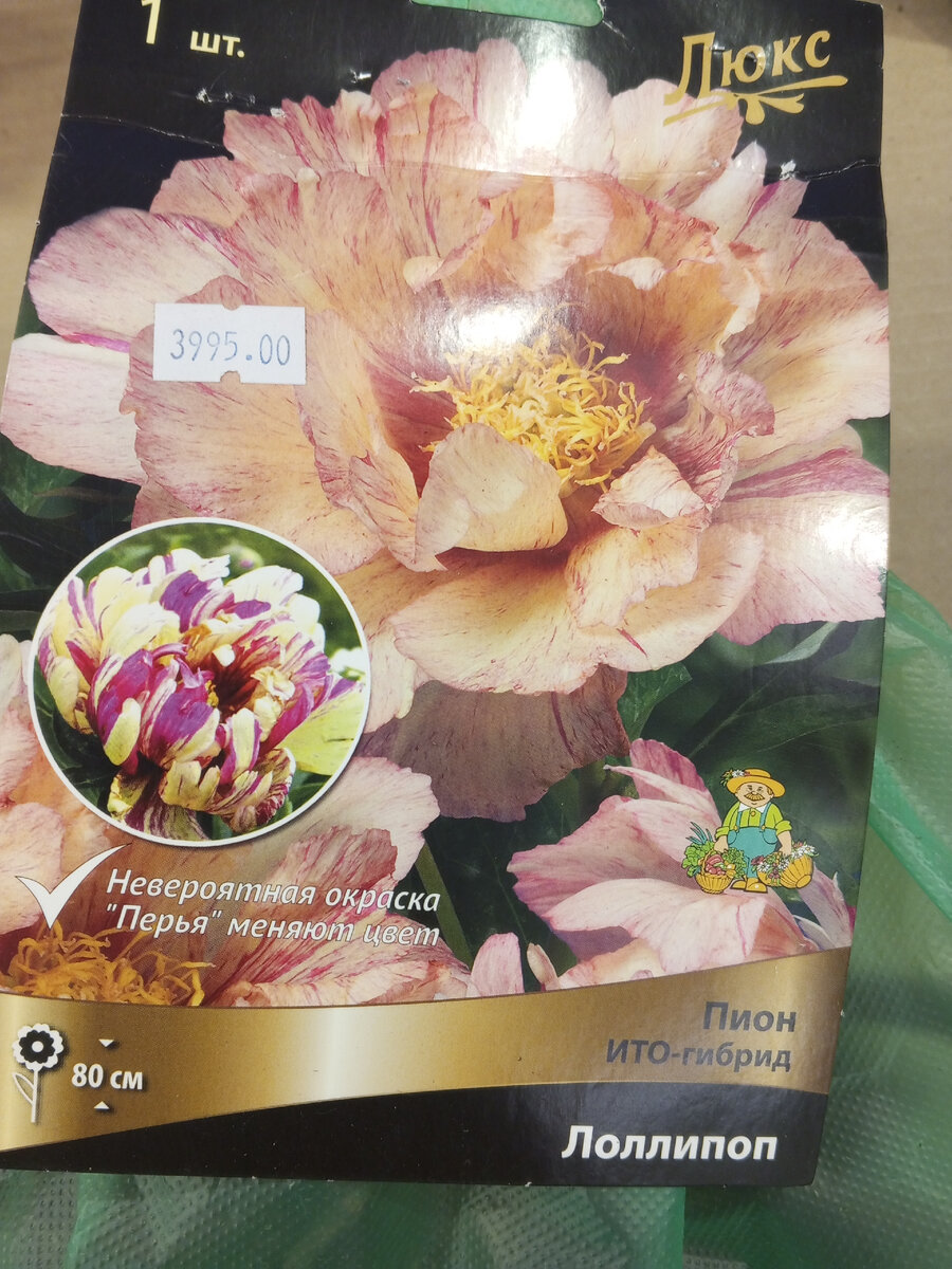 Пион Лоллипоп