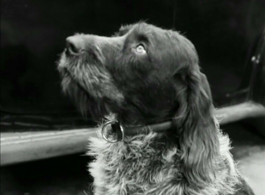 Та самая собака, которая случайно оказалась на съёмках ,, Семнадцать мгновений весны,, Такой пронзительный взгляд!