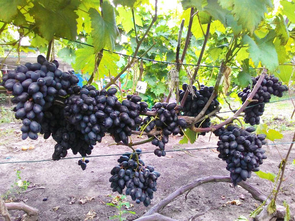 Лучшие сорта винограда для выращивания в Республике Калмыкия: отборные виноградники