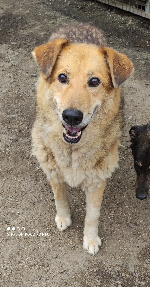 Трезор, в приюте более 8 лет, человека боится, но если к нему приходить и сидеть рядом, есть шанс завоевать его доверие и жизнь собаки может стать немного лучше