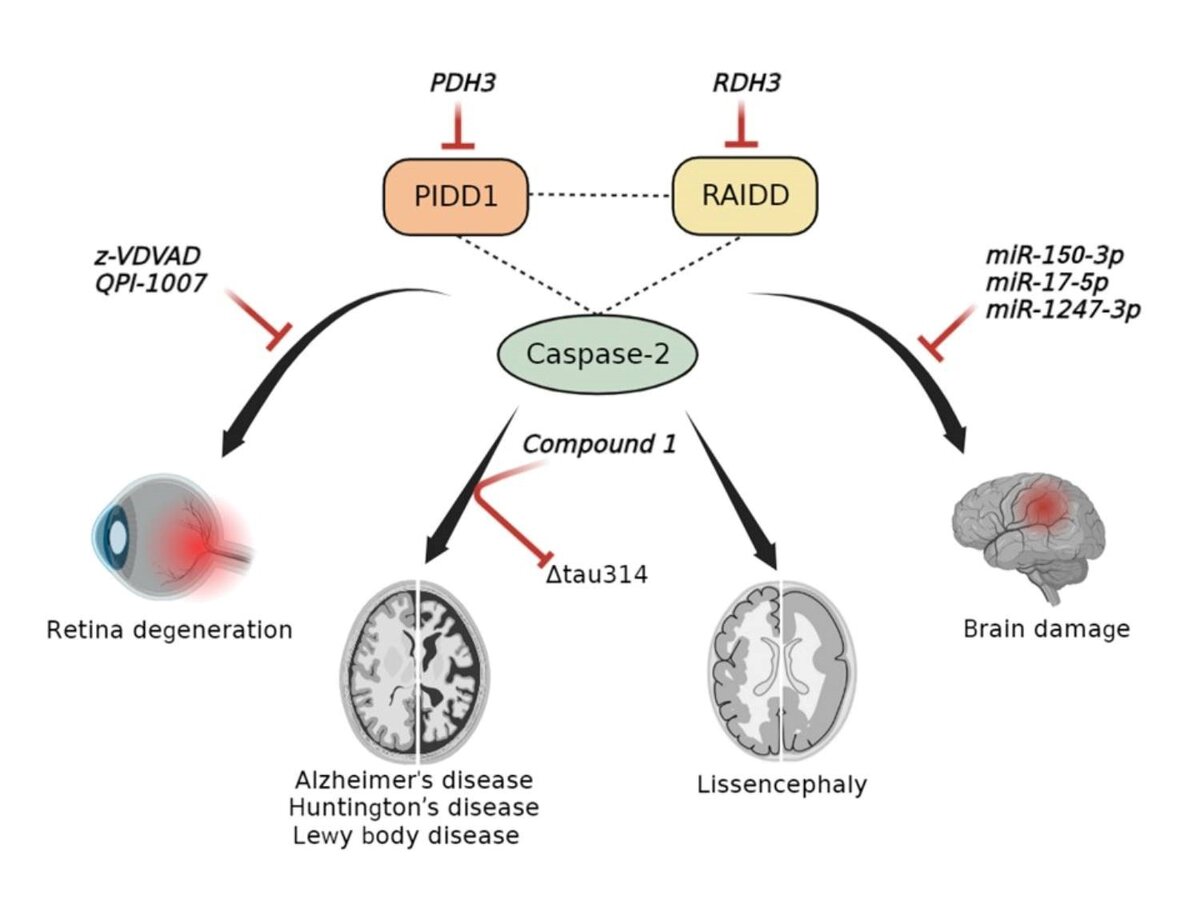 Мутации в белках комплекса, запускающего клеточную смерть, помогут найти  лекарства от болезни Альцгеймера и Хантингтона | Российский научный фонд |  Дзен