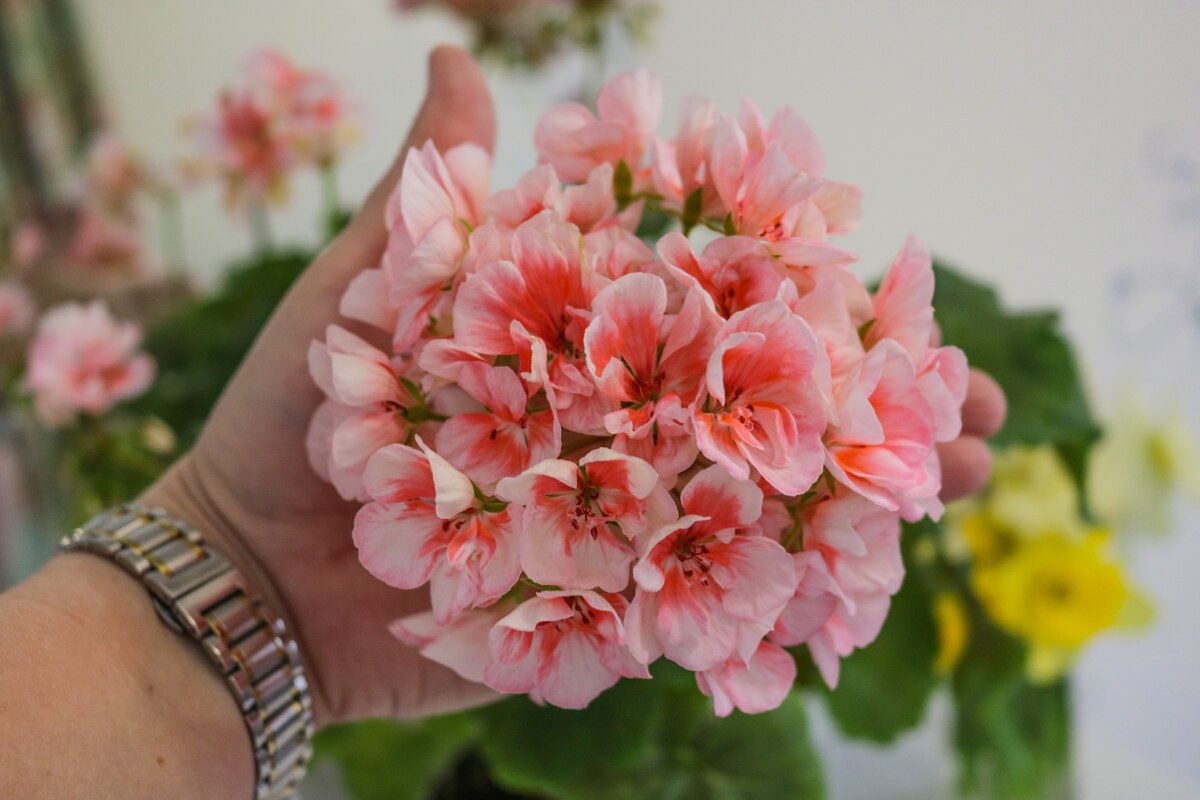 Пеларгония