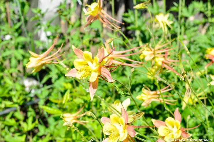 Фото: Двулетнее растение Аквилегия