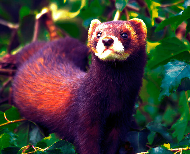 Все фотографии в этой статье взяты со свободных источников Интернета.