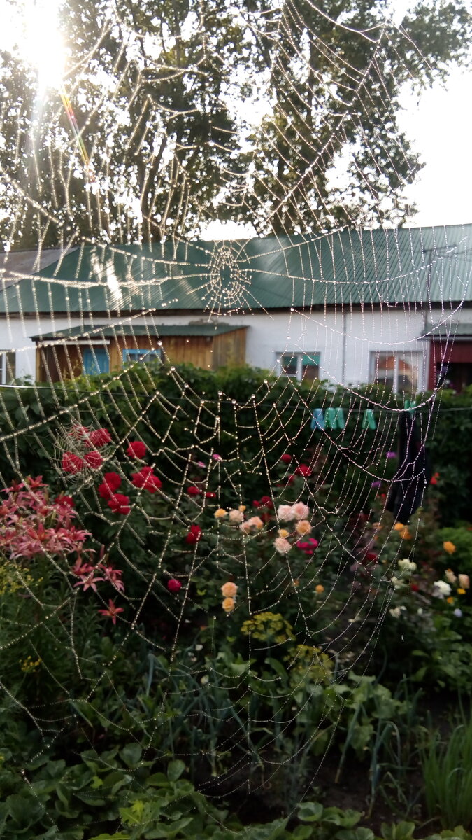 Утром был туман, вот паутинки все в росе и сверкают