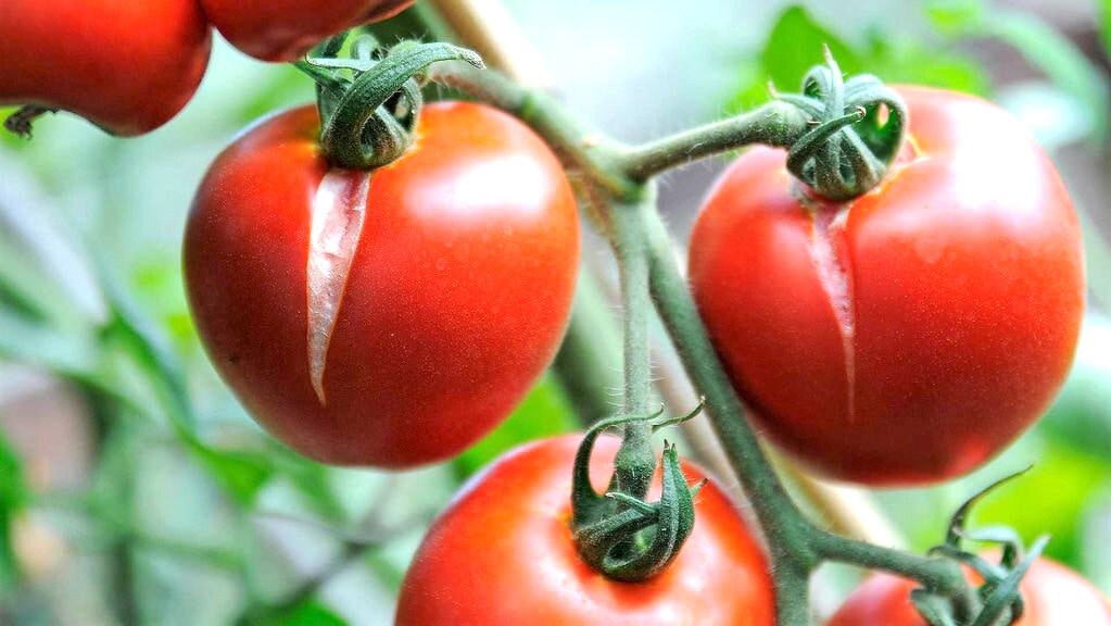 Почему трескаются помидоры и как это исправить