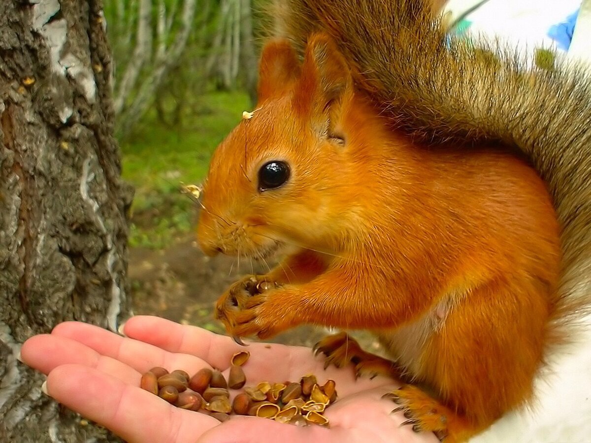 Яндекс картинки.