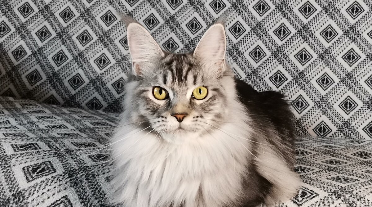 Черный Мрамор на Серебре (ns22)