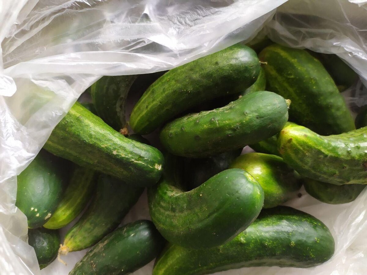 Наши огурчики