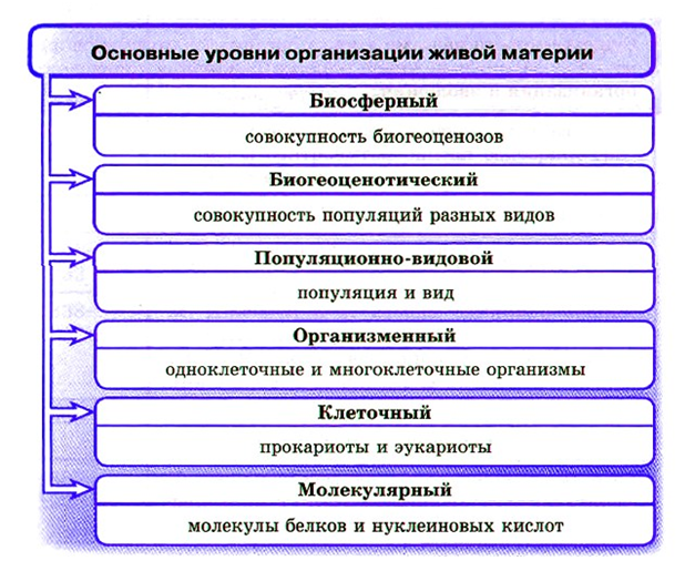 Уровни организации систем. 1.2 Уровневая организация и Эволюция.. Уровневая организация живых организмов. Уровни организации живой природы. Эволюция живого.. 1.                      Уровневая организация живой природы.