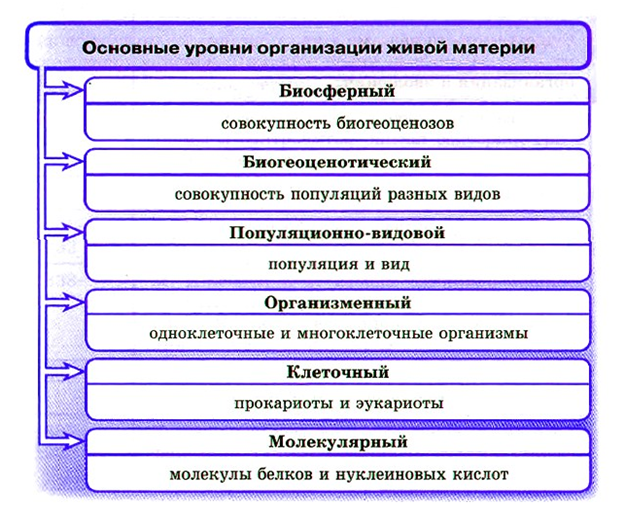 Основные уровни организации многоклеточного. 1.2 Уровневая организация и Эволюция.. Уровневая организация живых организмов. Уровни организации живой природы. Эволюция живого.. 1.                      Уровневая организация живой природы..