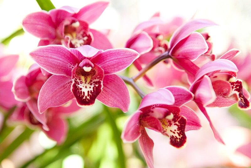 Орхидеи в пробирках