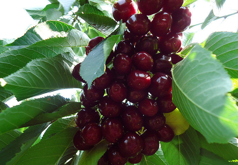 Колоновидная черешня