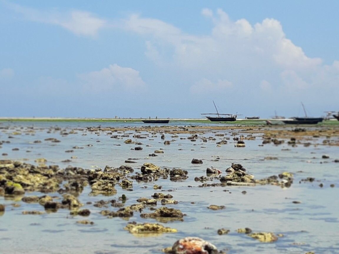 Отлив в порту