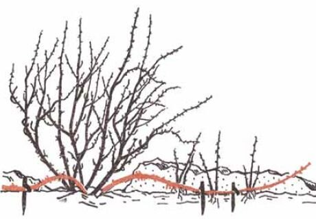 размножение горизонтальными отводками