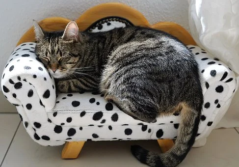 Вот он, лентяй которому все и всегда завидуют рано утром:)