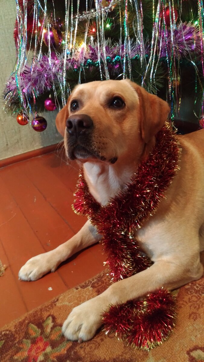 Год Собаки мы встречали у моих родителей