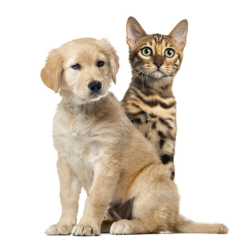 Яндекс картинки