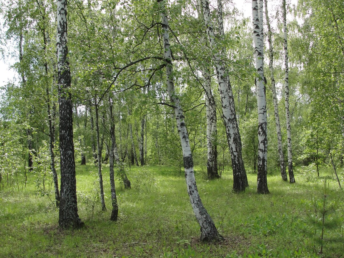 Подмосковные березы...Фото автора текста