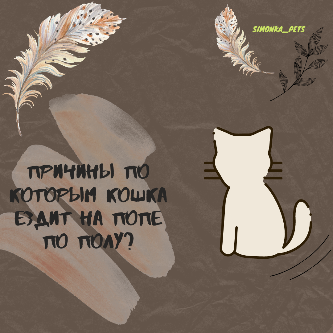 Кошка ездит на попе