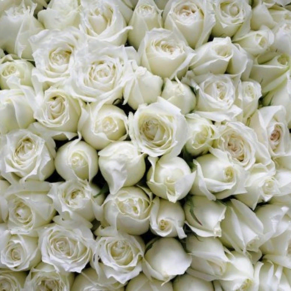 Символика белых роз
По легенде, эти нежные цветы молочного цвета росли в райском саду, где жили Адам и Ева.