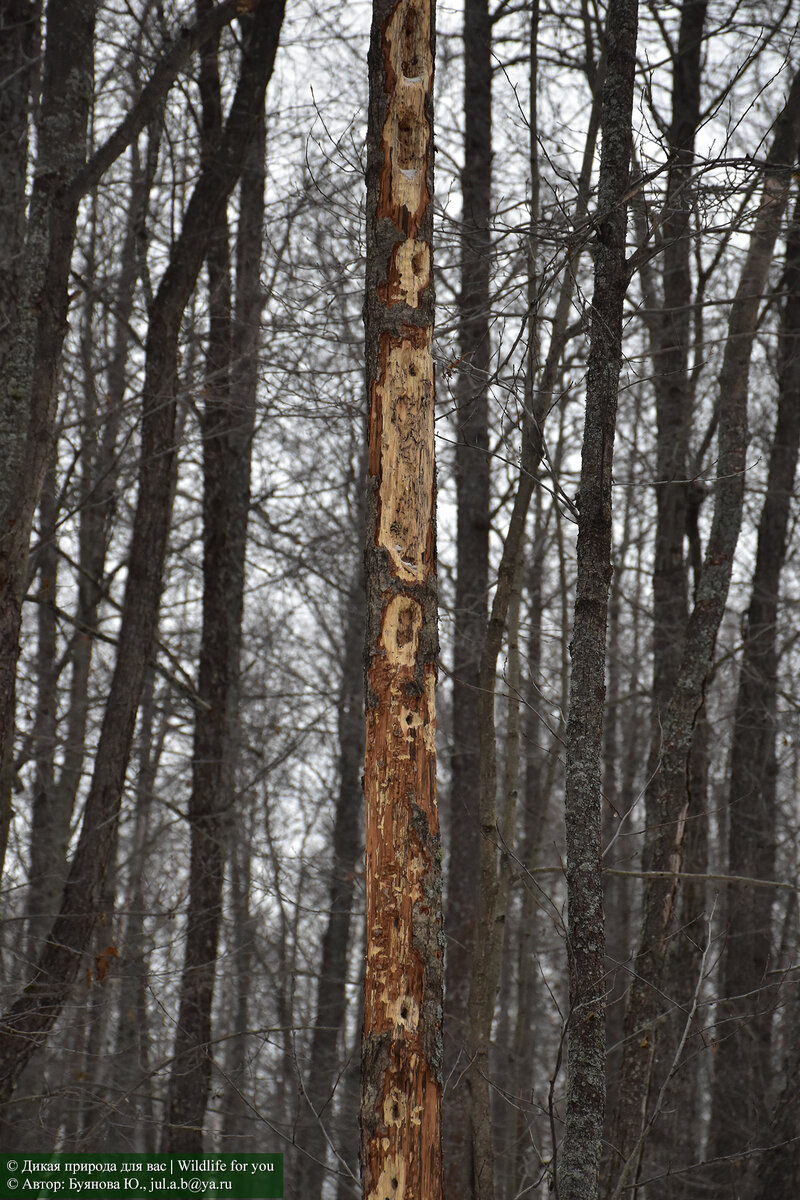 Ольха, раздолбанная желной