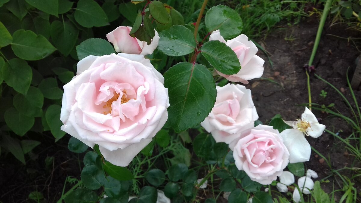 Первогодка, а цветёт, не остановить - июль 2017г.