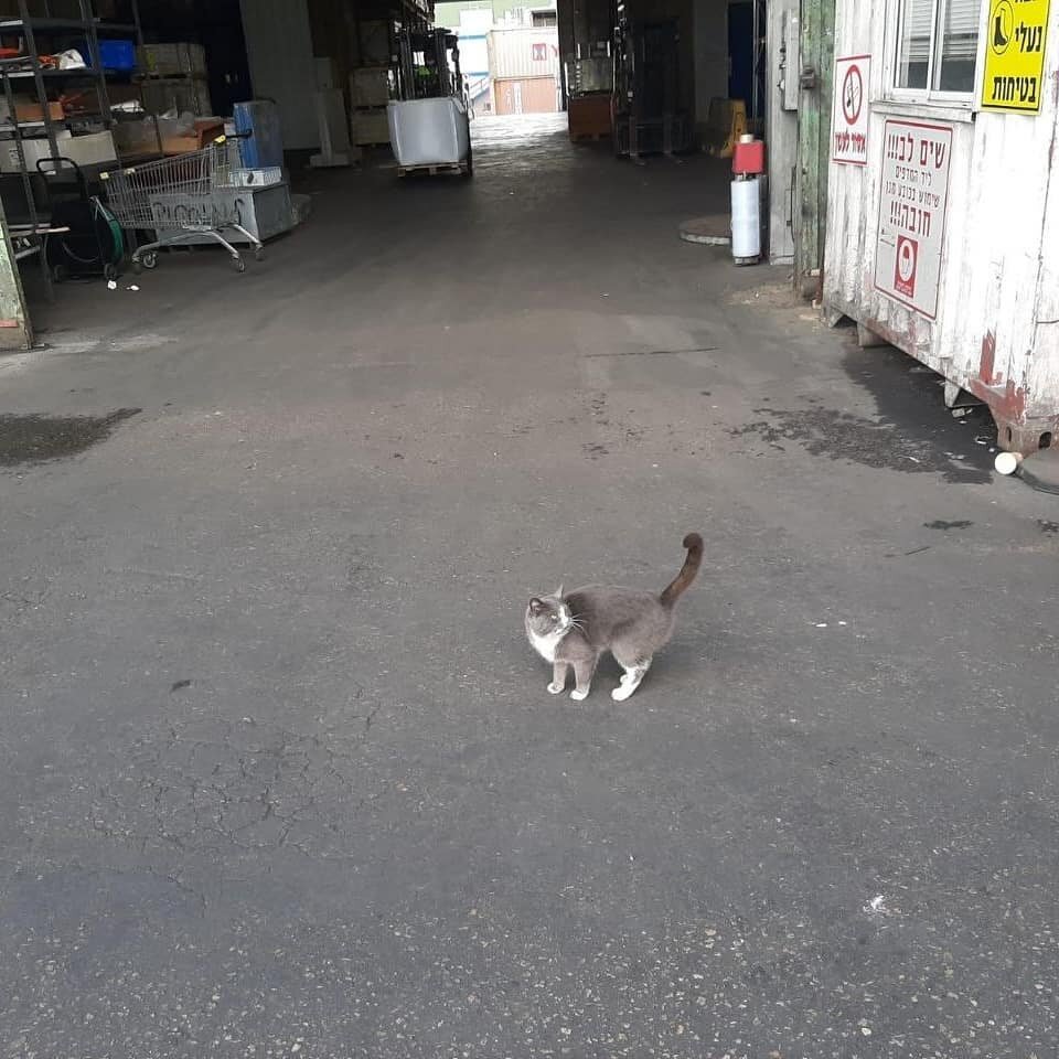 Кошка-путешественница после открытия контейнера. Фото: instagram.com/star.shine.shipping/