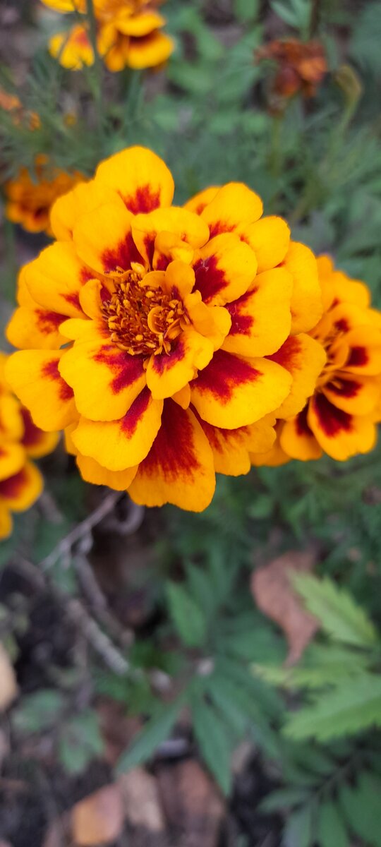 Хочется чего нибудь яркого!