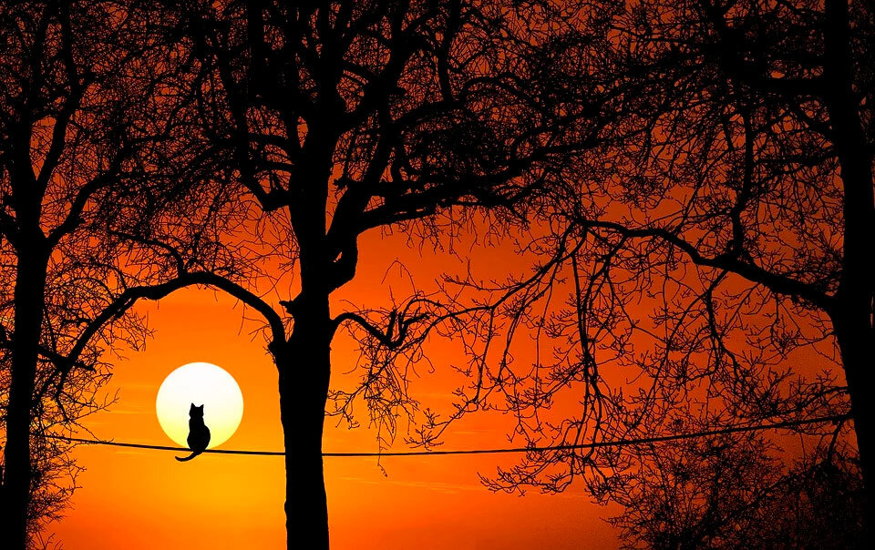 Изображение: pixabay.com