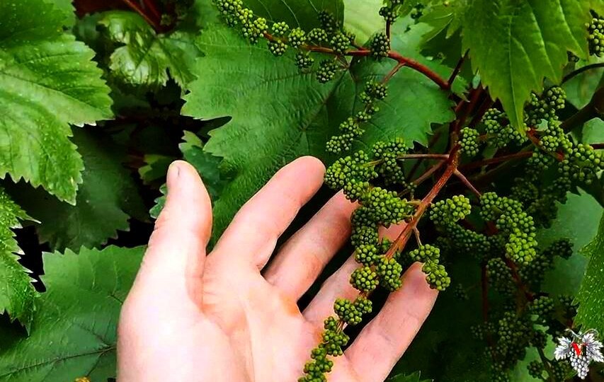 Как ОПРЕДЕЛИТЬ НАЧАЛО ЦВЕТЕНИЯ столовых СОРТОВ Винограда?