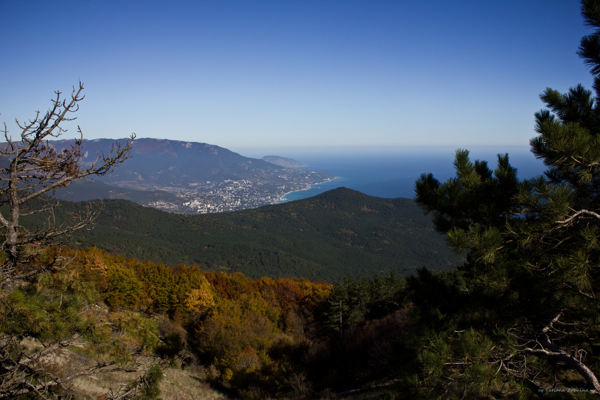 Картинка крымский лес